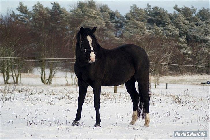 Welsh Pony (sec B) Pinoir - Hey smukke billede 11