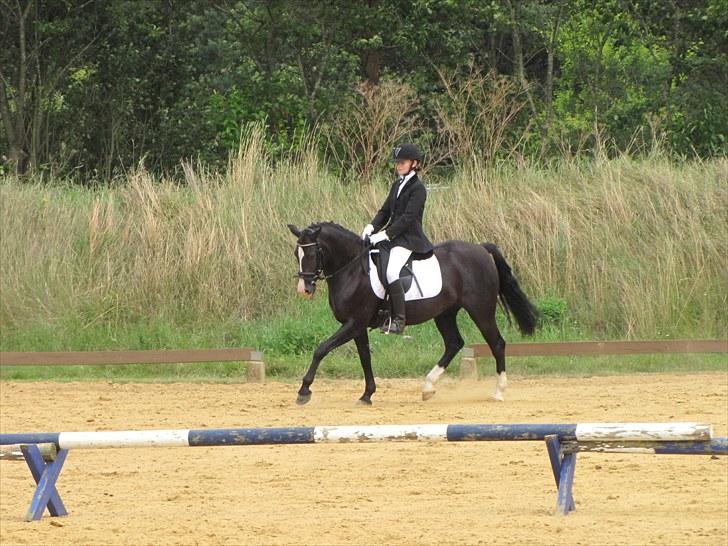 Welsh Pony (sec B) Pinoir - MIg og Pinoir´s første stævne
Lc1 til 65,17- 2.plads billede 12