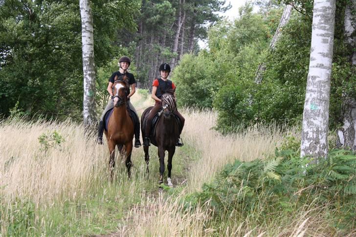 Anden særlig race Sunbeam - sunbeam og nikita billede 7