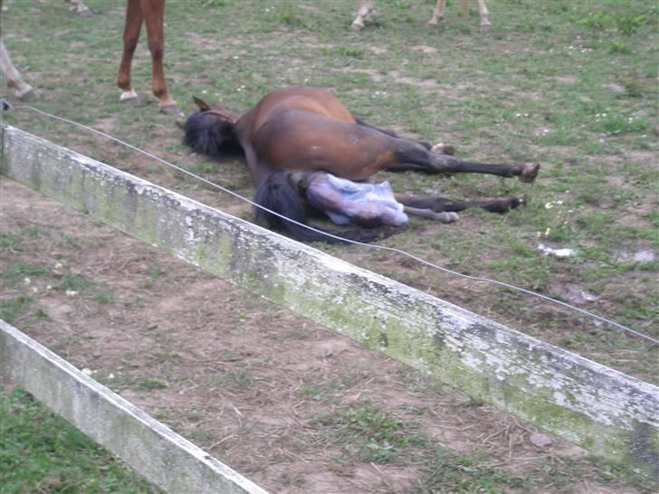 Anden særlig race Tamara *solgt* billede 11