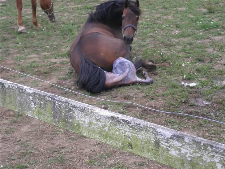 Anden særlig race Tamara *solgt* billede 12