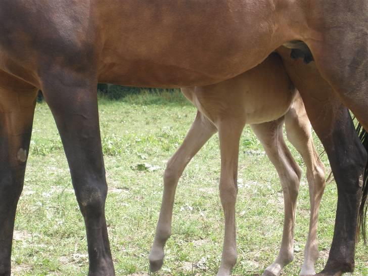 Anden særlig race Tamara *solgt* billede 14