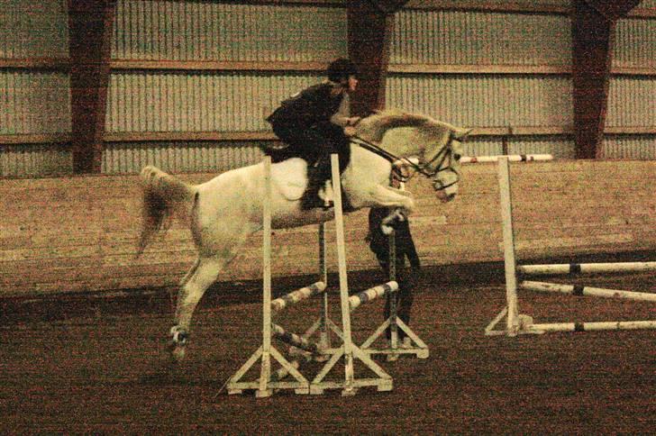 Arabisk fuldblod (OX) Epana | ox 2389 | - #18 Træningsstævne på GSPR (; 70 cm. billede 18