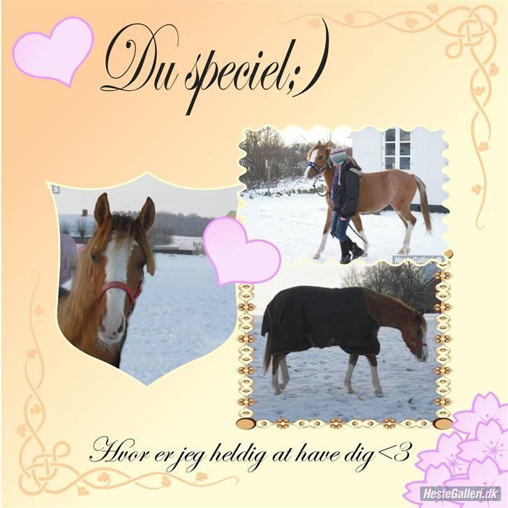 DSP Wissinggaards Dornik Spec billede 1