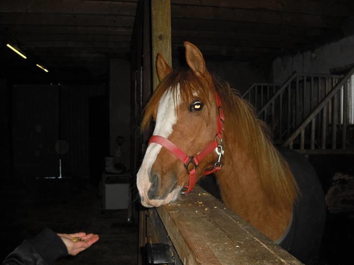 DSP Wissinggaards Dornik Spec billede 6