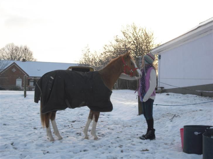 DSP Wissinggaards Dornik Spec billede 7