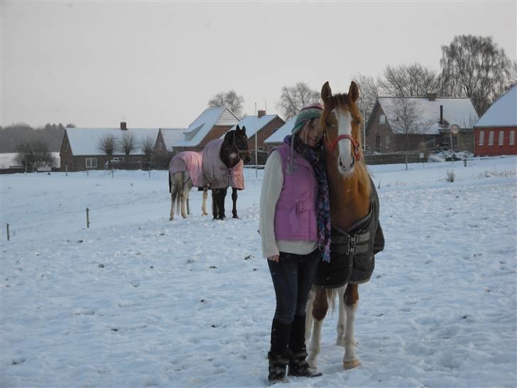 DSP Wissinggaards Dornik Spec billede 8