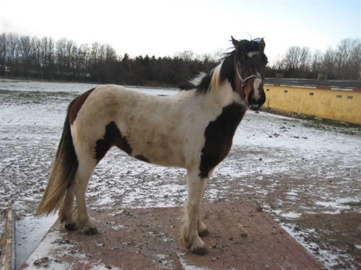 Anden særlig race Tinka *Solgt* billede 1