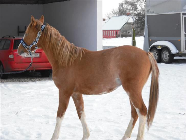 DSP Wissinggaards Dornik Spec billede 14