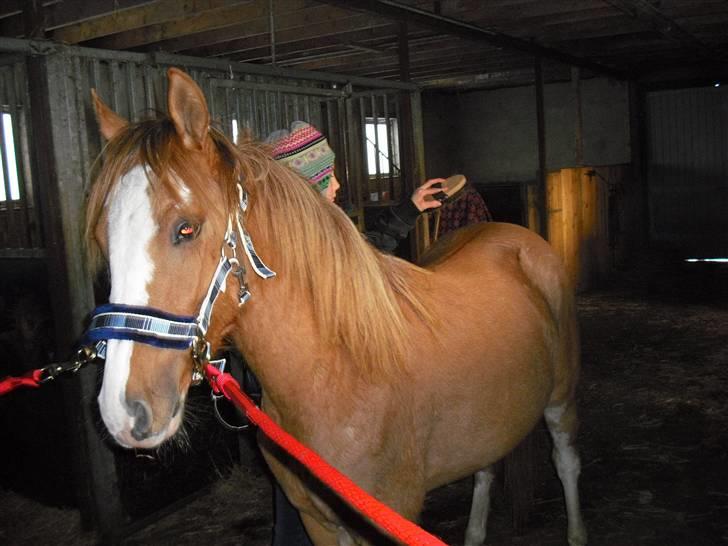 DSP Wissinggaards Dornik Spec billede 15