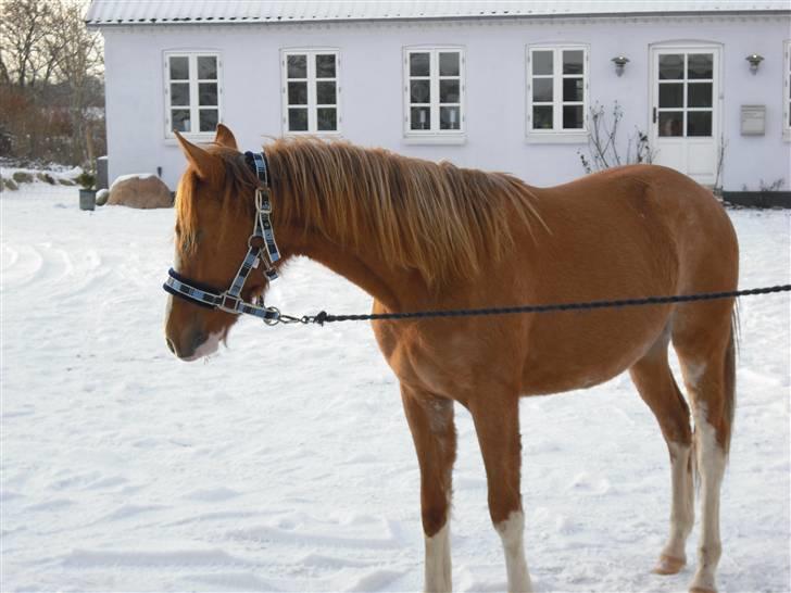 DSP Wissinggaards Dornik Spec billede 16