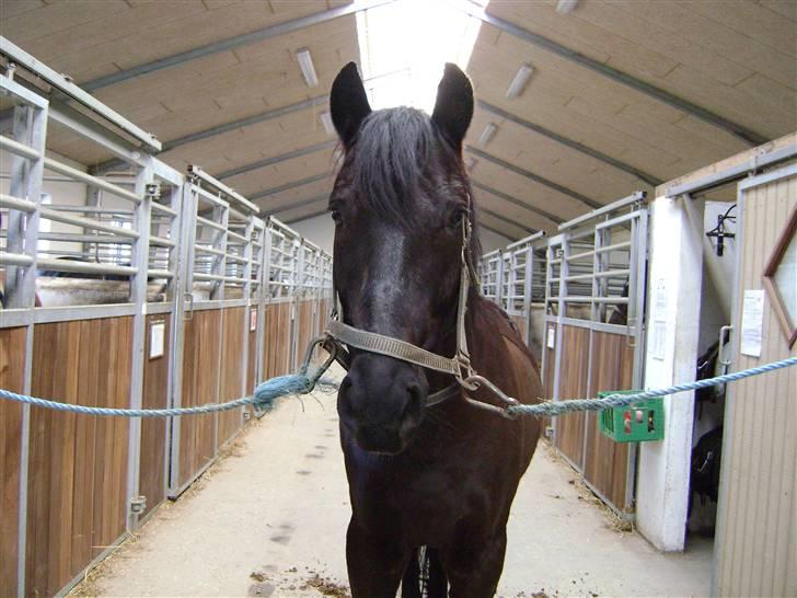 Anden særlig race Mozart - 13# Vores sidste dag sammen :´( Fået af Luna A :)  billede 13