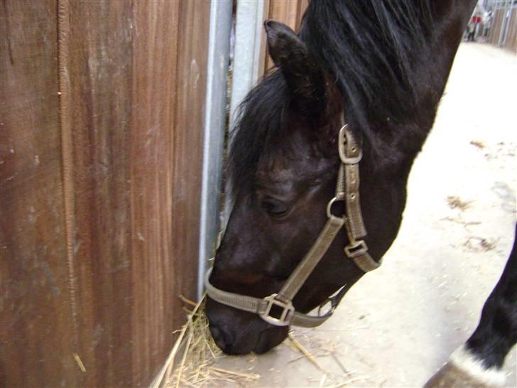 Anden særlig race Mozart - 14# Den lille madgris :) Vores sidste dag sammen :´( Fået af Luna A :)  billede 14