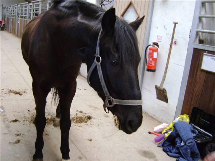 Anden særlig race Mozart - 15# Vores sidste dag sammen :´( Fået af Luna A :)  billede 15