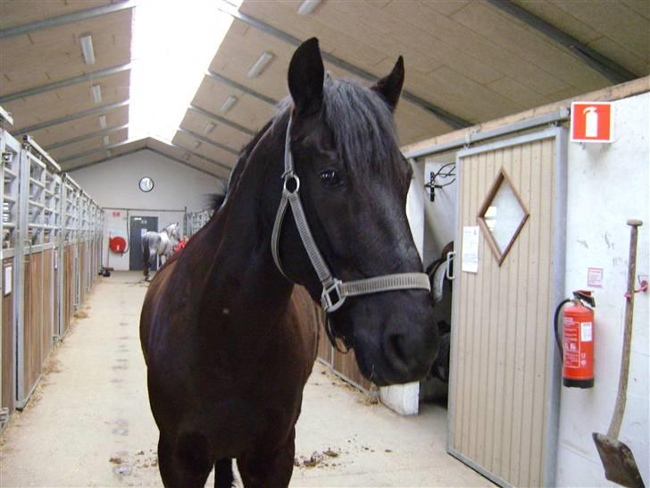 Anden særlig race Mozart - 16# Glade pony! Vores sidste dag sammen :´( Fået af Luna A :)  billede 16