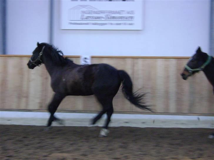 Anden særlig race Mozart - 17# Så er han ude og løbe en sidste gang.. Du er nu stadig min vildhest! :) Fået af Luna A :)  billede 17