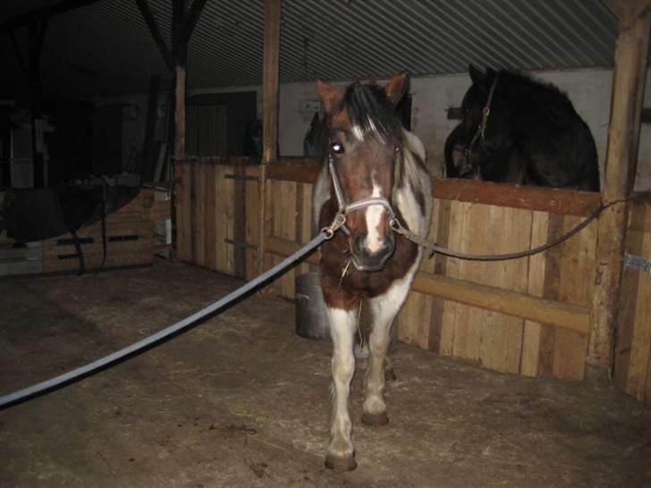 Anden særlig race Tinka *Solgt* billede 2