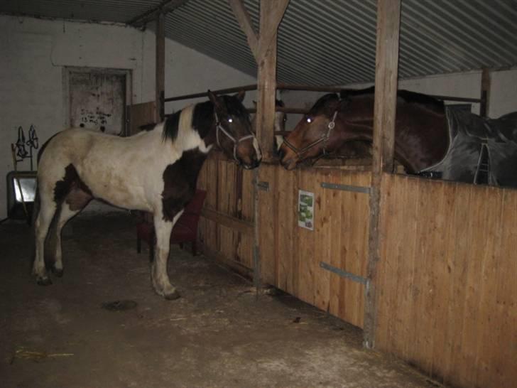 Anden særlig race Tinka *Solgt* billede 3