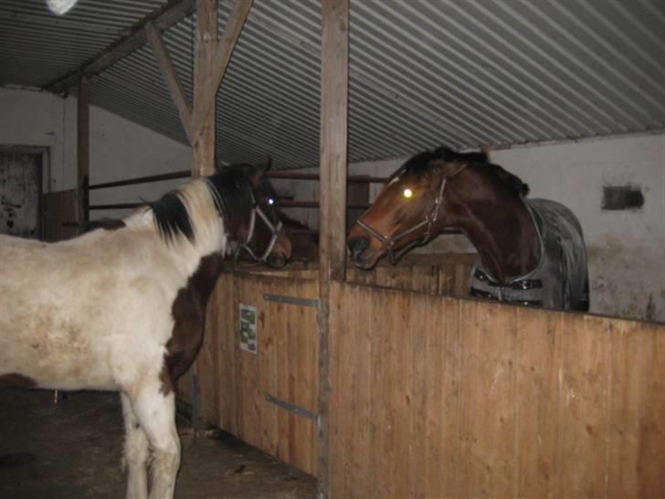 Anden særlig race Tinka *Solgt* billede 4