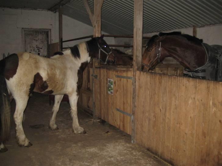 Anden særlig race Tinka *Solgt* billede 5