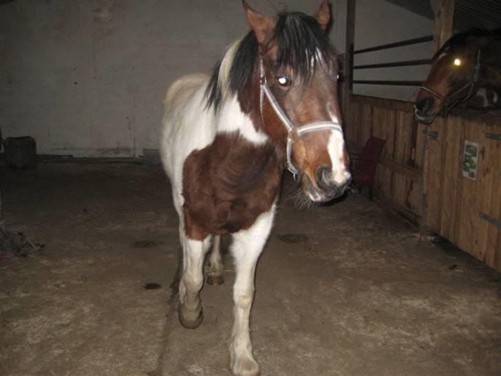 Anden særlig race Tinka *Solgt* billede 6