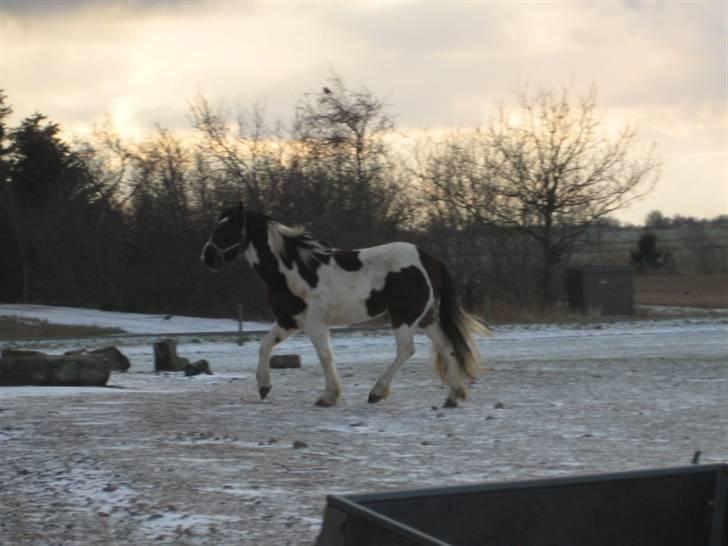 Anden særlig race Tinka *Solgt* billede 7