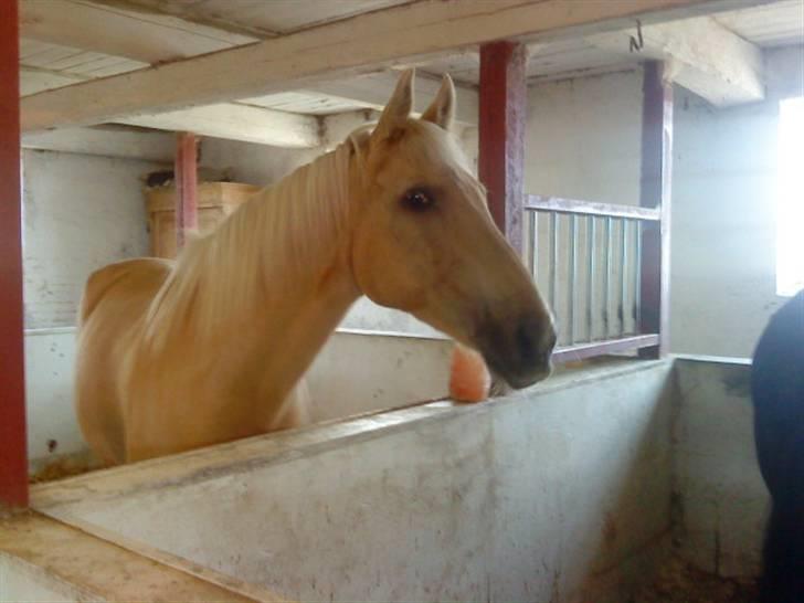 Palomino Bornhorse Pelle billede 10