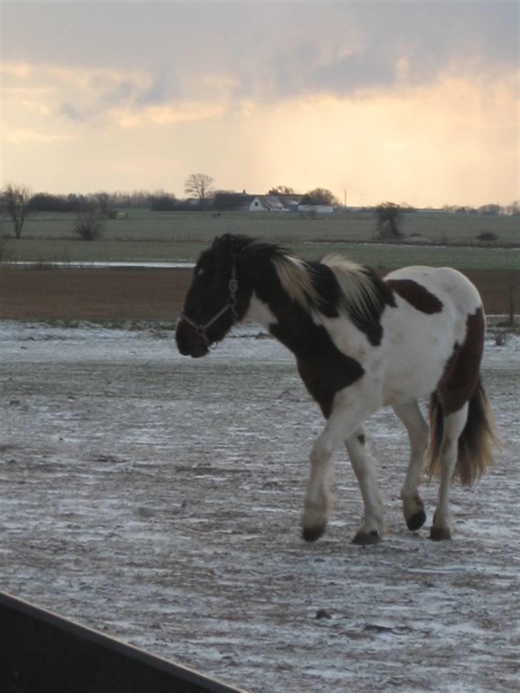 Anden særlig race Tinka *Solgt* billede 8