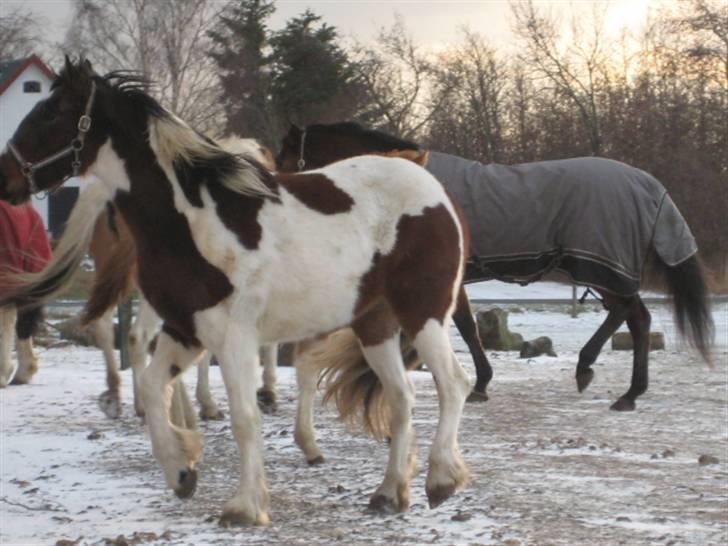 Anden særlig race Tinka *Solgt* billede 9