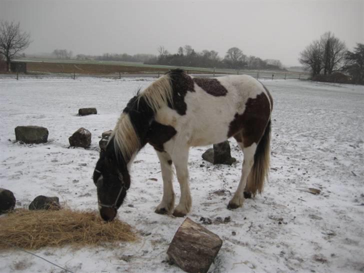 Anden særlig race Tinka *Solgt* billede 10