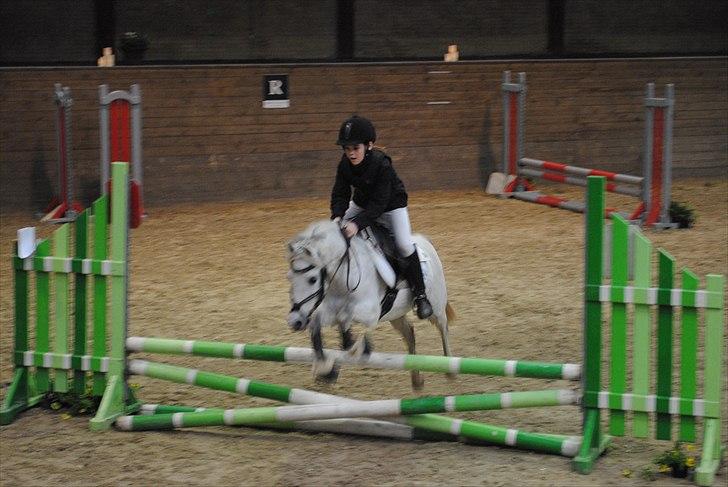 Welsh Partbred (Sec F) TofteKjærs Loralai {Tulle} *soglt* Du var bedst<3 - Englen klub cup på fyens rideklub billede 9