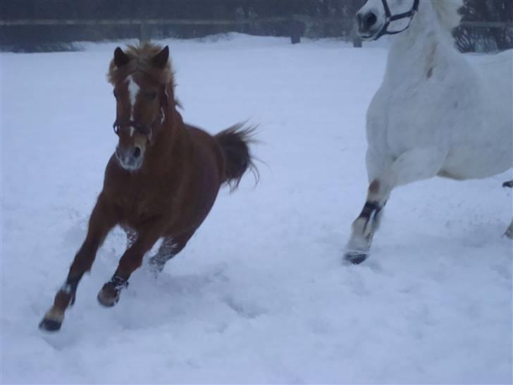 Anden særlig race Candy billede 3