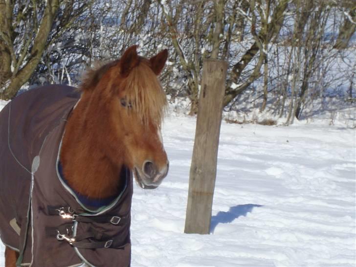 Anden særlig race Candy billede 4