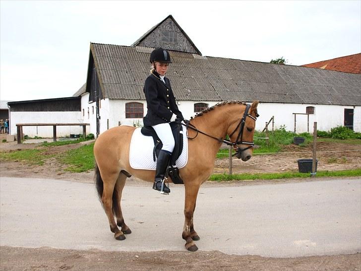 Anden særlig race Albert - Foto: Helle Bøttcher
Dressur stævne VOSK 2010 billede 1