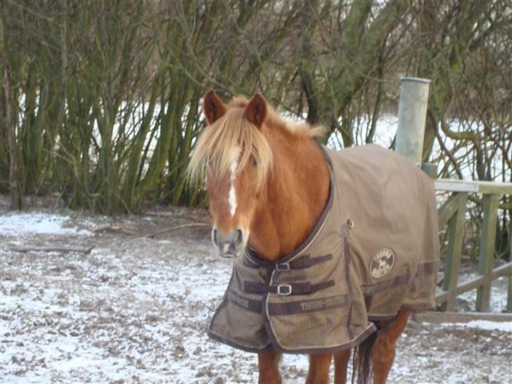 Anden særlig race Candy billede 6