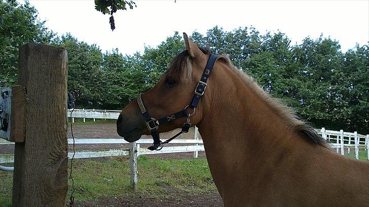Anden særlig race Albert - Foto: Natasja Bøttcher Thorkildsen

Hos Tina Lund billede 3