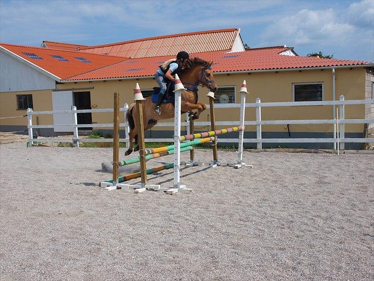 Anden særlig race Albert - Foto: Helle Bøttcher
Sprintrænning der hjemme tribelbar 1 meter højt og 1,10 bredt billede 5