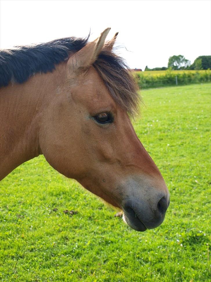 Anden særlig race Albert - Foto: Natasja Bøttcher Thorkildsen
sommer 2009 billede 6