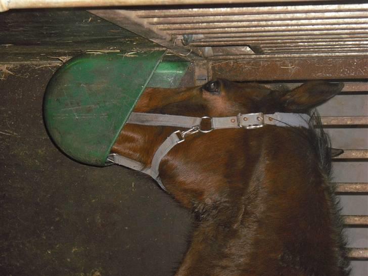 Fuldblod (XX) Eduard - Eddie **DØD**?! billede 1