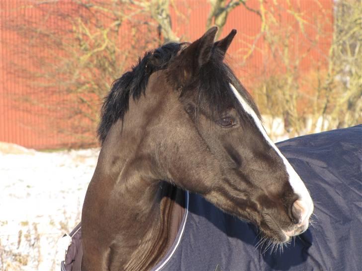 Welsh Pony (sec B) Pinoir - Pinoir jeg har simpelhen forelsket mig i dig ! LOVE YOU<33 billede 14