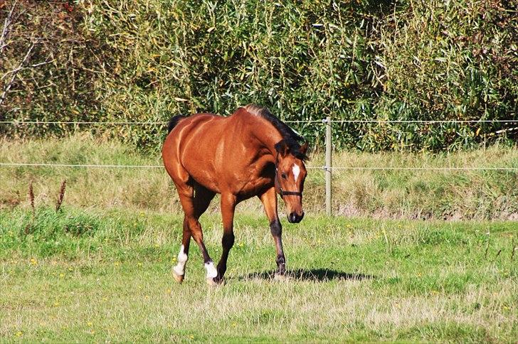 Anden særlig race San Diego - læææker hest;* <333 *Foto:Stine* billede 17