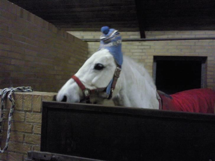 Anden særlig race Duet- min stjerne<3 - Duet i sin boks dec. 2008 på fmr billede 8