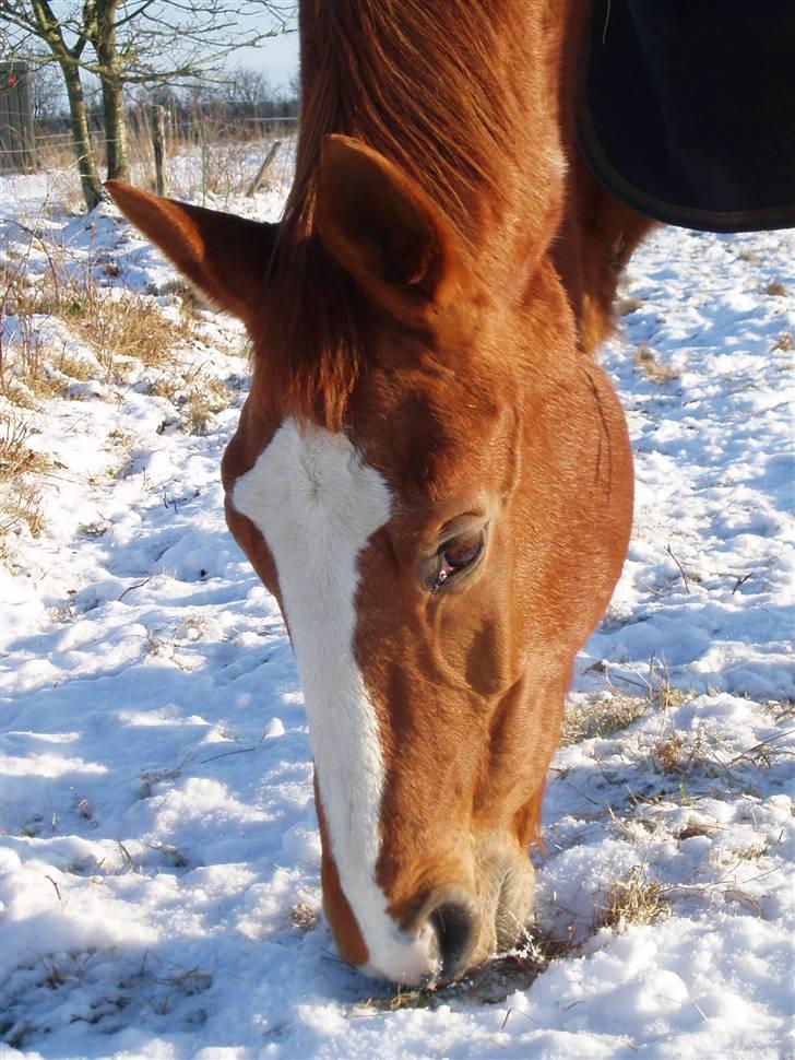 Dansk Varmblod <3 BONSAI <3 - leder efter græs... billede 1