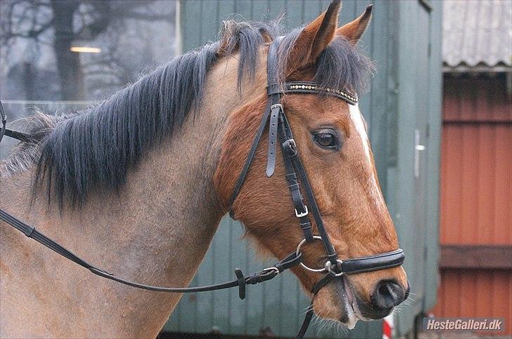 Anden særlig race San Diego - :´) <3 *Foto:Janine* billede 18