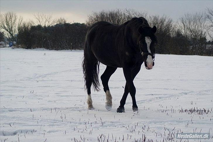 Welsh Pony (sec B) Pinoir - smillll til fotografen :) miin prinsesse billede 16