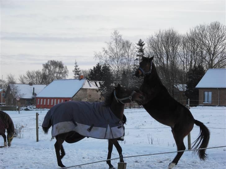 Fuldblod (XX) Eduard - Eddie **DØD**?! billede 6