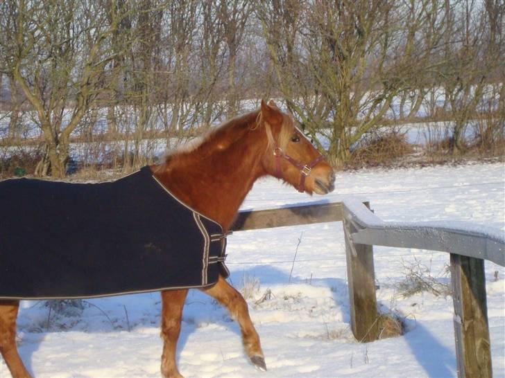 Anden særlig race Candy billede 11