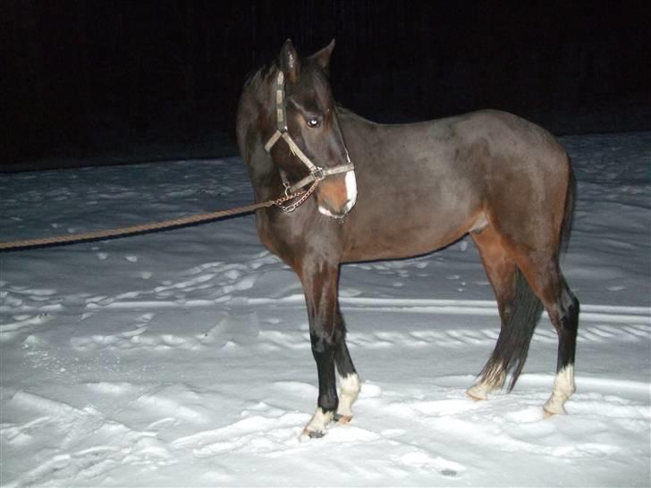 Anden særlig race my lucky jackpot *solgt* billede 13