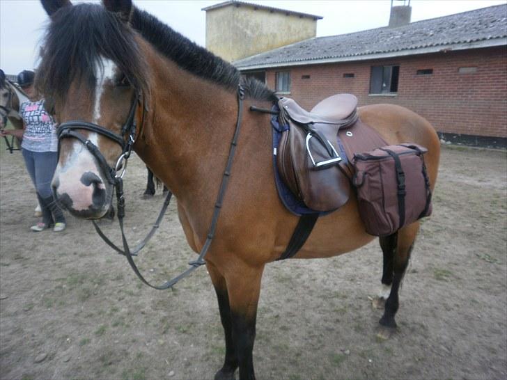 New Forest Stardust  - Bornholm rundt billede 1