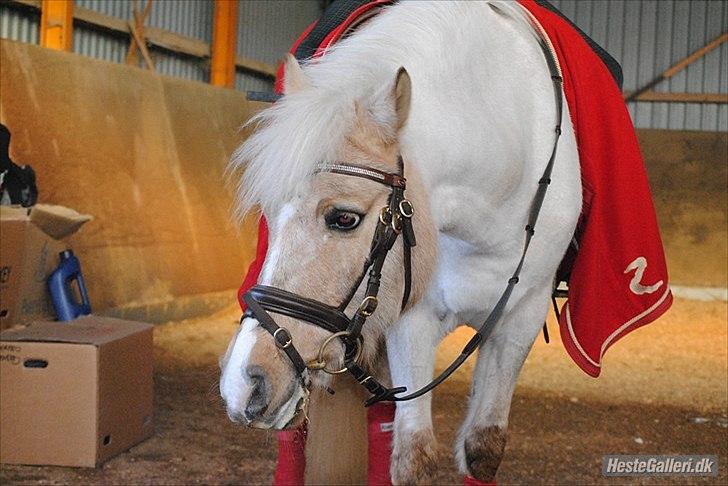 DSP Vejlebros Stella billede 14